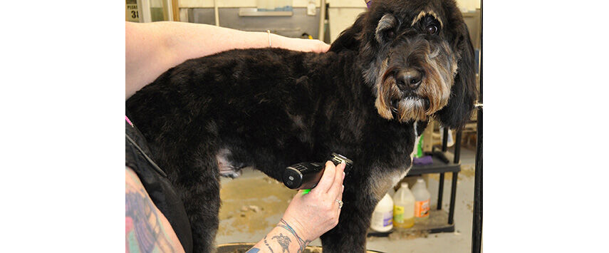 Grooming the Bernadoodle